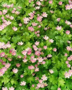 Top view close up of a group of little pink petal flowers in green leaves b.. Stock Illustration