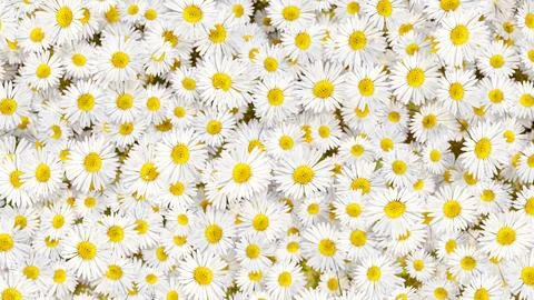 Top view close up of a group of white petal flowers with yellow center poll.. Illustrazione stock