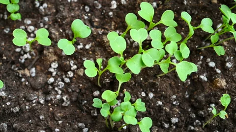 Top view close up of new plants just came out from soil a couple of days Stock Footage 143227379