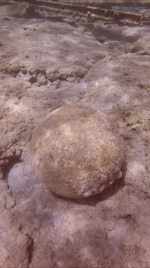 Top view, Close up of an old stone cannonball lying on rocky seabed in Stock Footage 255113190