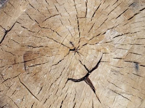 Top view close up on an old tree stump Stock Photos