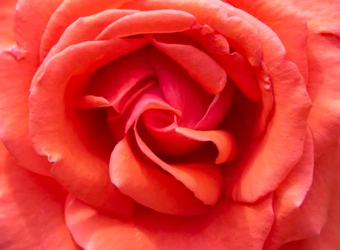 Top view close up pastel red rose bud. Blossom floral concept background Stock Photos