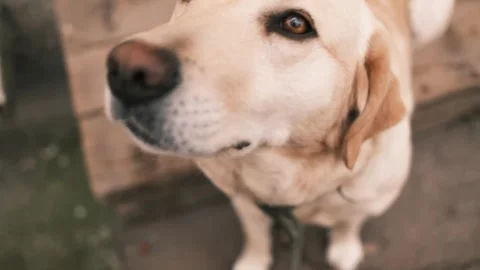 Top view close-up portrait of Labrador dog looking up with calm expression and Stock Footage 327229385