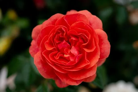 Top view, close up. Red rose is blooming. Stock Photos