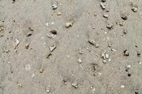 Top view Close Up of Seashells and Coral Pieces on Beach Sand Stock-Fotos