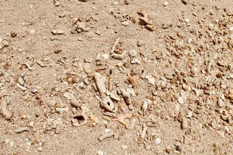 Top view Close Up of Seashells and Coral Pieces on Beach Sand Фото