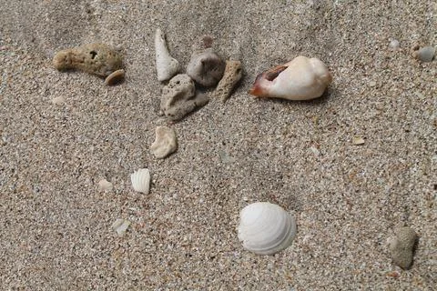 Top view Close Up of Seashells and Coral Pieces on Beach Sand Stock Photos