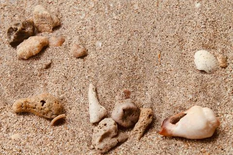 Top view Close Up of Seashells and Coral Pieces on Beach Sand Stock Photos