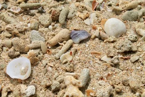 Top view Close Up of Seashells and Coral Pieces on Beach Sand Stock Photos