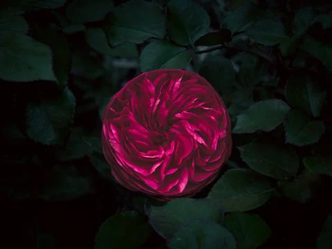 Top view, close-up shocking pink rose surrounded by dark green leaves in gard Stock Photos