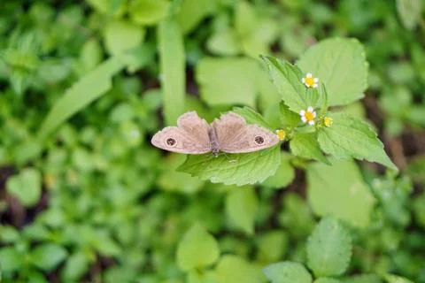 Top-view close-up shot of a brown butterfly with unique eyespot patterns 스톡 사진