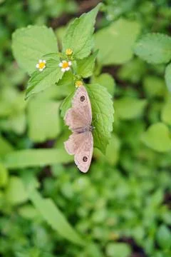 Top-view close-up shot of a brown butterfly with unique eyespot patterns 스톡 사진