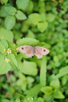 Top-view close-up shot of a brown butterfly with unique eyespot patterns 스톡 사진