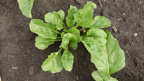 Top view. Close-up shot of a young green sprout of sugar beet. HD 库存影片 85170682