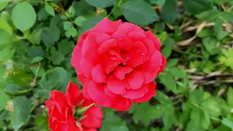 Top view close-up of a vibrant red rose blooming in garden Video stock 338252985