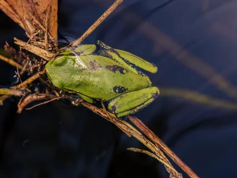 Top view close-up view of a green dotted treefrog in a pond, resting on grass Stock Photos
