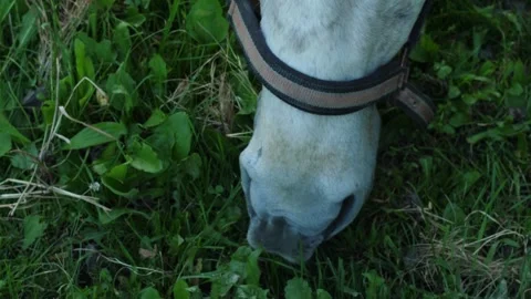 Top view close up of a white horse muzzle in a halter grazing on fresh gree.. Video stock 342023016