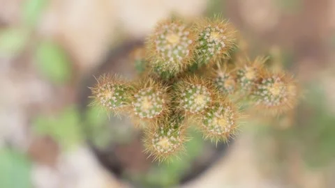 Top View Close-Up of Young Cactus Bud Growth Video stock 324898177