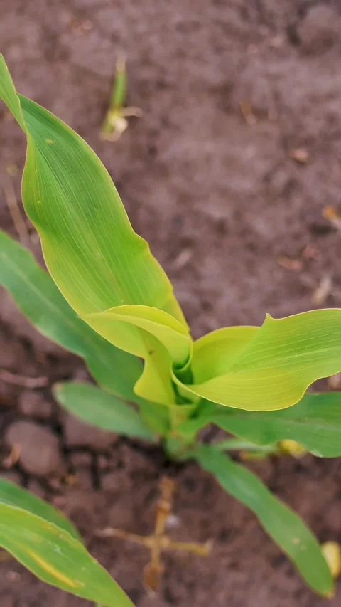 Top view. close-up. young corn grows on field. young green corn sprout sticks Stock Footage 320534502