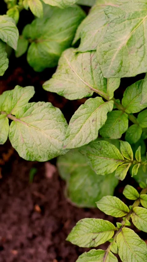 Top view, close-up of young potato bush. Rows of young green sprouts of potatoes Stock Footage 318684547