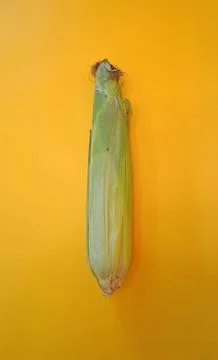 Top view of a closed corn cob in green leaves on an orange background. Stock Photos