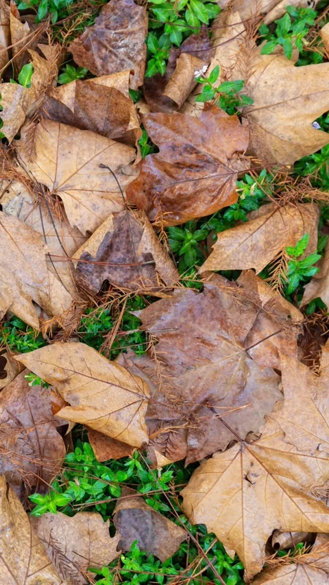 Top view, closeup of brown dried maple leaves Stock Footage 341349811