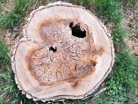 Top view Closeup of cut tree stump. Old rotten stump on grass background in s Stock Photos