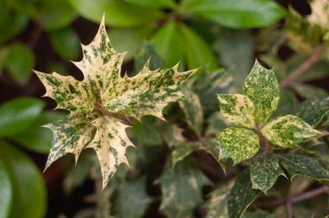 Top view closeup on holly tree leaves. Botanical macrophotography for Stock Photos