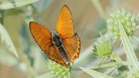 Top view closeup of a vibrant copper butterfly resting on a green spiky wild Видео 340870673