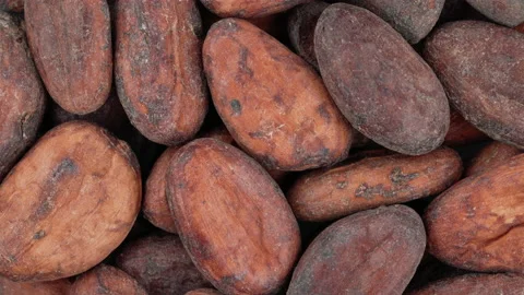 Top view of cocoa bean kernels rotating. Closeup. Macro. Stock-Footage 170647059