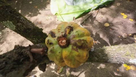 Top view of cocoa bean on a tree during the day Stock Footage 305581034