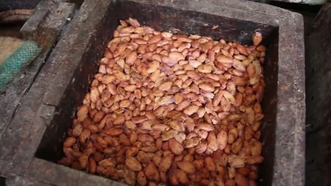 Top view of cocoa beans ready to be fermented to make chocolate Video stock 293112545