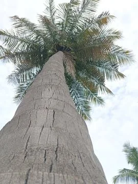 Top view of coconut tree from the bottom Stock Photos