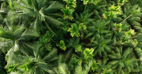 Top view of coconut trees and areca palm field Stock Footage 267885444