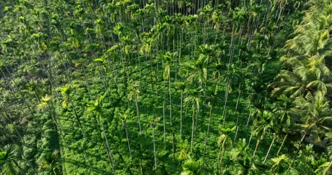 Top view of coconut trees field Stock Footage 263043675