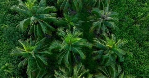 Top view of coconut trees field Video stock 267889074