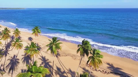 Top view of coconut trees on the sunny beach of the paradise island of Jamaica. Stock Footage 252889204