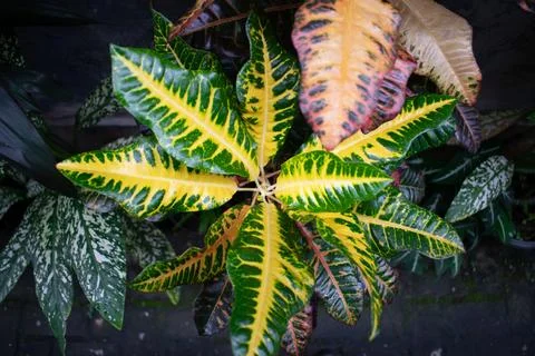 Top view of Codiaeum variegatum leaf, yellow and green leaf. Stock Photos