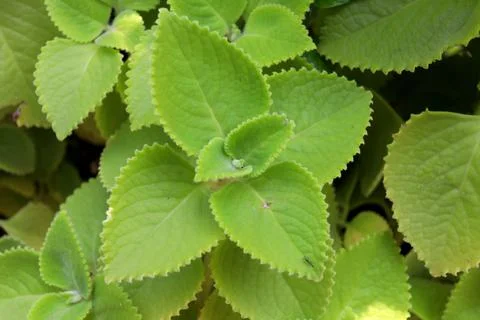 Top view Coleus amboinicus budding. Stock Photos
