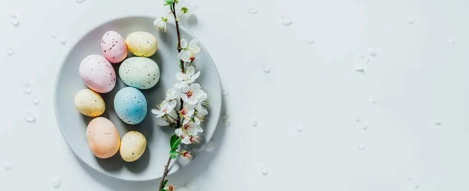 Top view Colored Easter eggs and blooming tree branch on the gray plate with Stock Photos