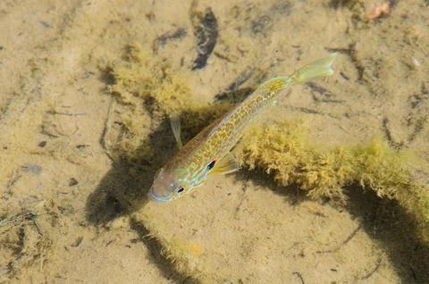 Top view of a colored fish Stock Photos