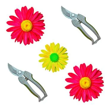 Top view of colored flowers with scissors isolated on white Stock Photos