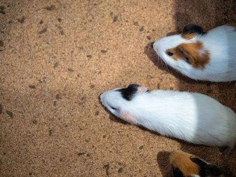 Top view of colored hamsters in one direction Stock Photos