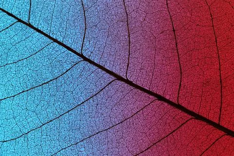 Top view of colored textured leaf. High quality and resolution beautiful photo Stock Photos
