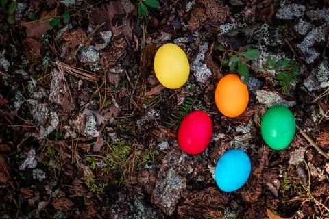 Top view of Colorful easter eggs on natural wood background in forest Stock Photos