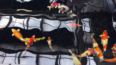 Top View of Colorful Koi Fish Swimming in Ornamental Pond Video stock 336728663