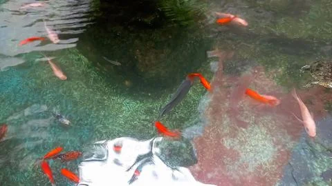 Top view of colorful koi fish swimming in a clear pond, Zen concept. Stock-Fotos