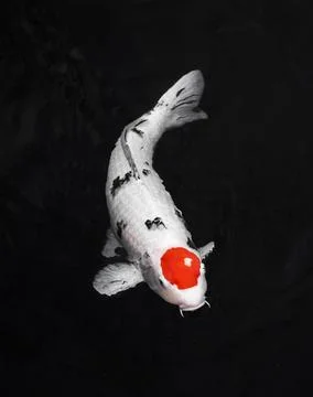 Top view colorful koi fishes High resolution photo Stock Photos
