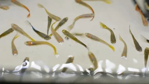 Top view of colorful school of guppy fis... | Stock Video | Pond5