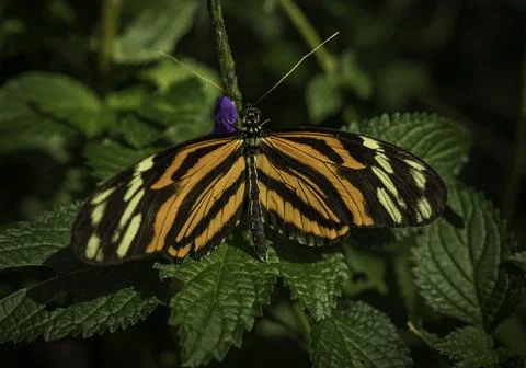  top view of a colorful Tiger Longwing butterfly Stock Photos